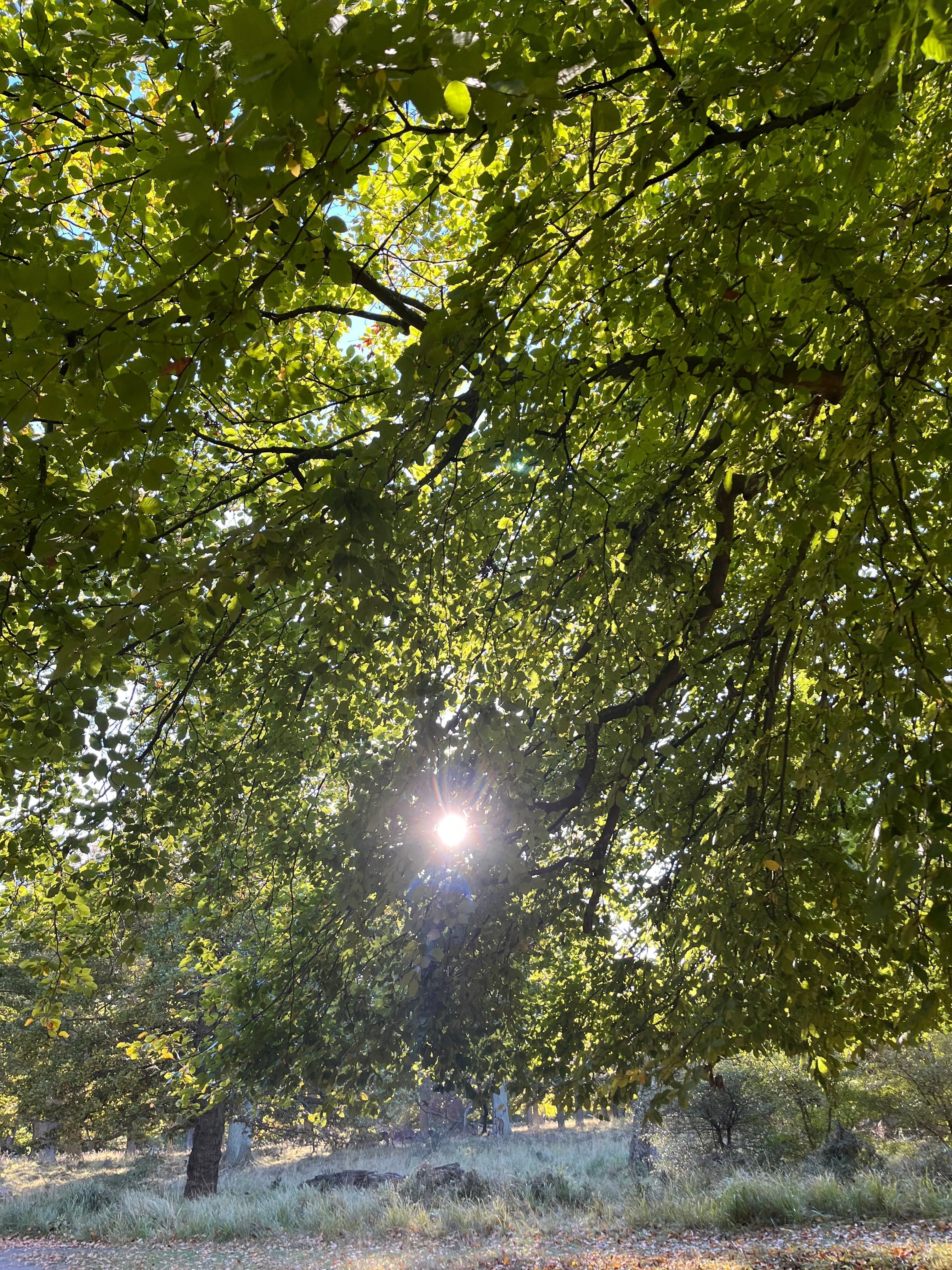 Brug lyset omkring os